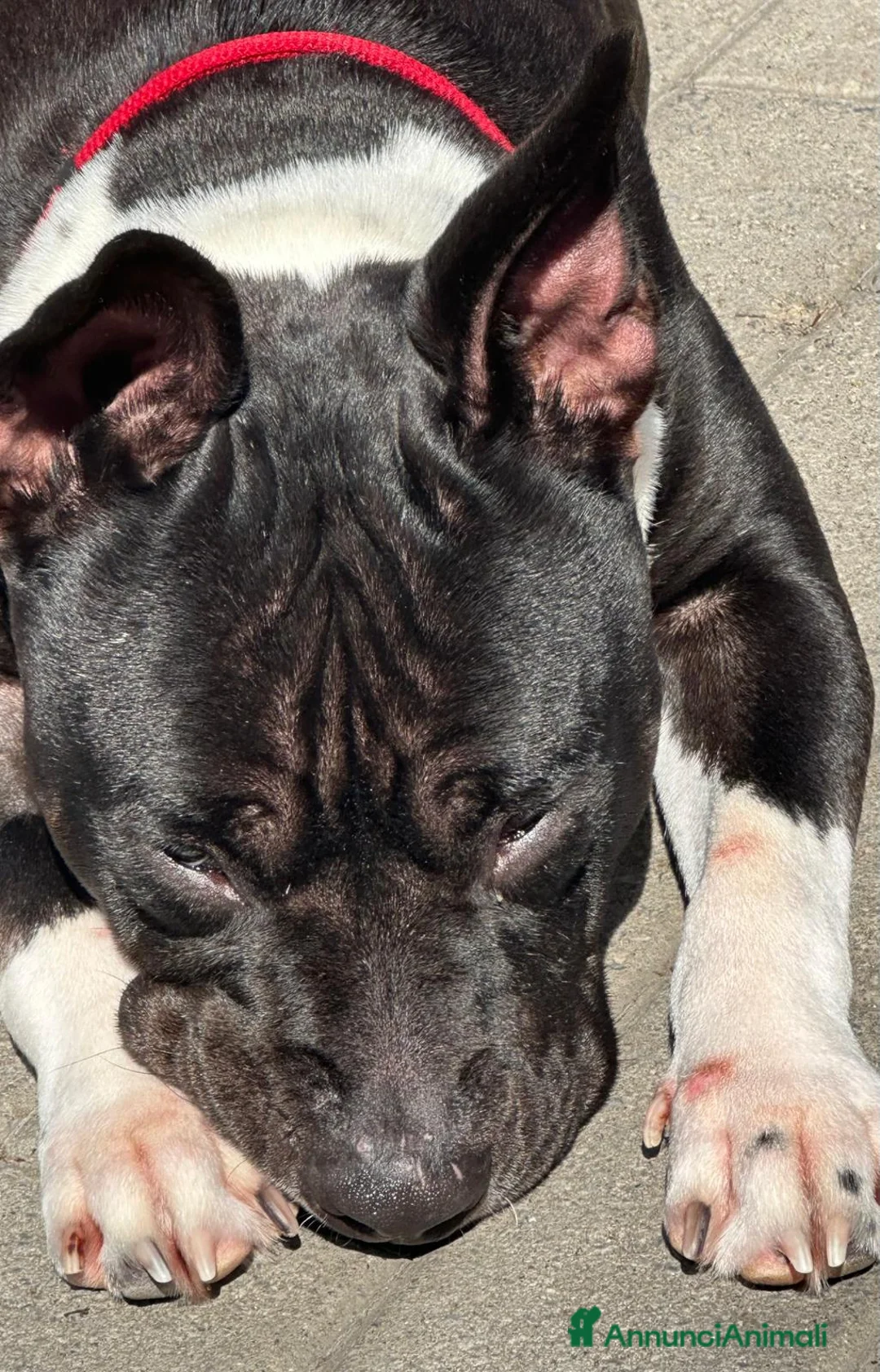Meticcio cani in regalo: ZARA PIT TRISTE - Annuncio 13