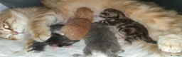 Siberiano gatti in vendita: cuccioli gattini siberiani ipoallergenici - Annuncio 1