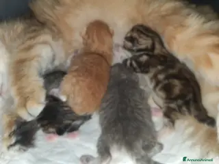 Siberiano gatti cuccioli gattini siberiani ipoallergenici - Annuncio 2