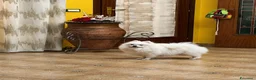 Volpino Pomerania cani in vendita: Pomerania con pedigree  a Provincia di Trieste - Annuncio 4