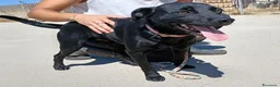 Meticcio cani in regalo: NEREO DOLCE CAGNOLINO - Annuncio 5