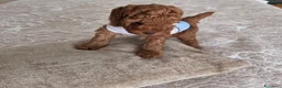 Barboncino cani in vendita: Barboncino  a Provincia di Vercelli - Annuncio 3