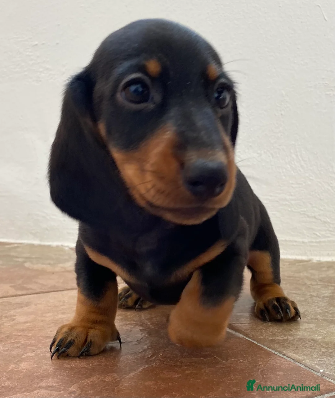 Bassotto cani in vendita: Bassotto nano tedesco a Città Metropolitana di Torino - Annuncio 6