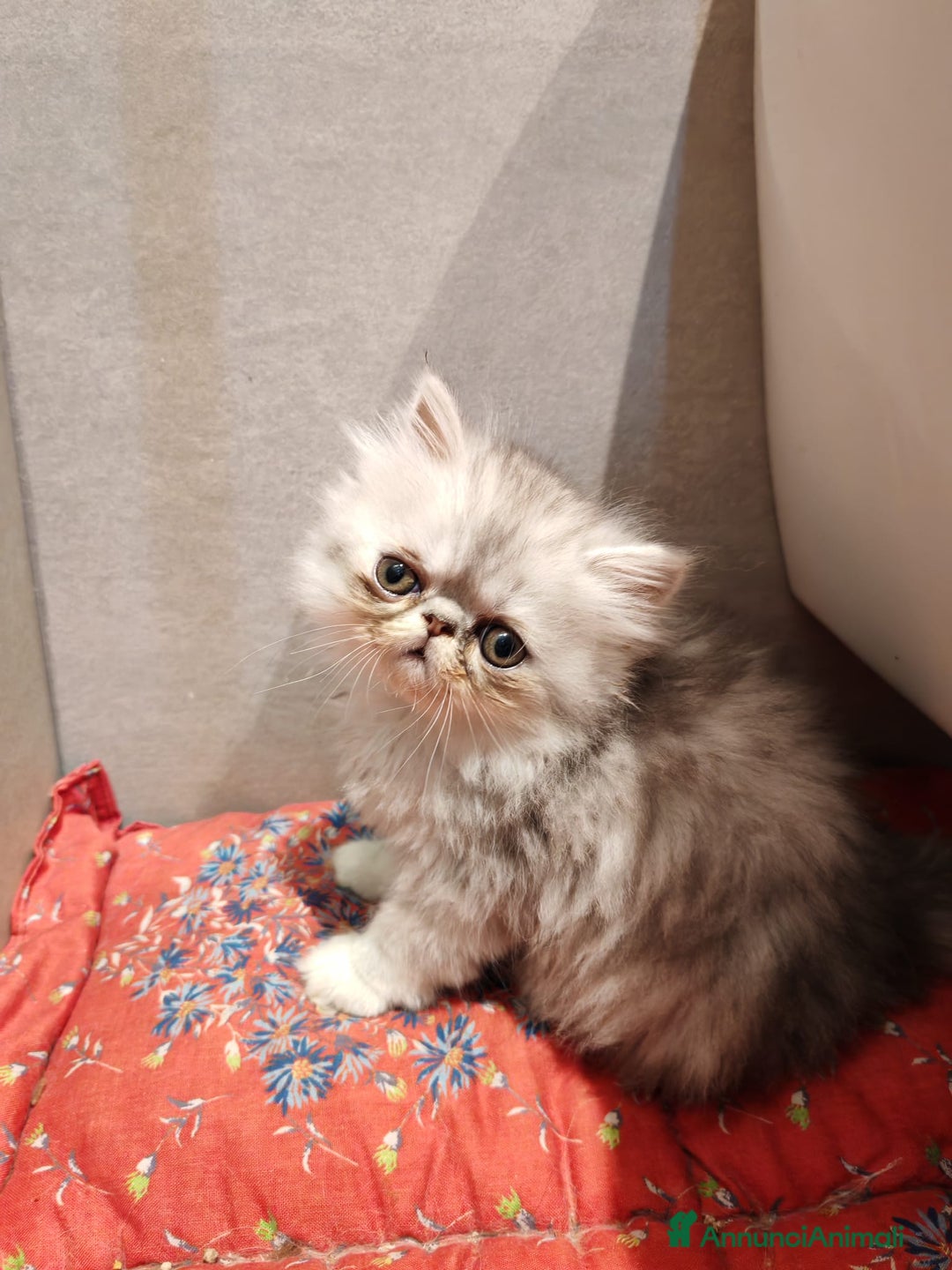 Persiano gatti in vendita: Cuccioli di Persiano  - Annuncio 1