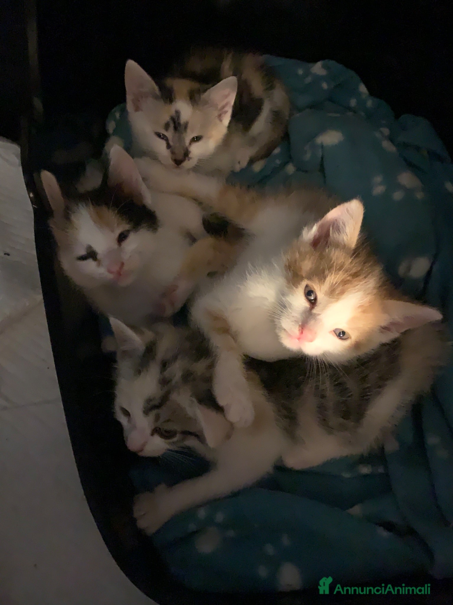 Europeo gatti Gattini in regalo  - Annuncio 7