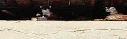 Meticcio gatti in regalo: Gattini - Annuncio 7