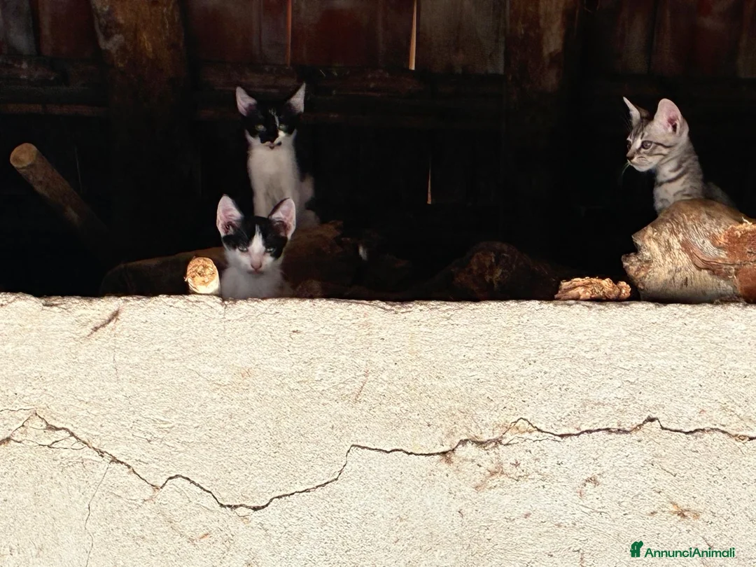 Meticcio gatti in regalo: Gattini - Annuncio 7