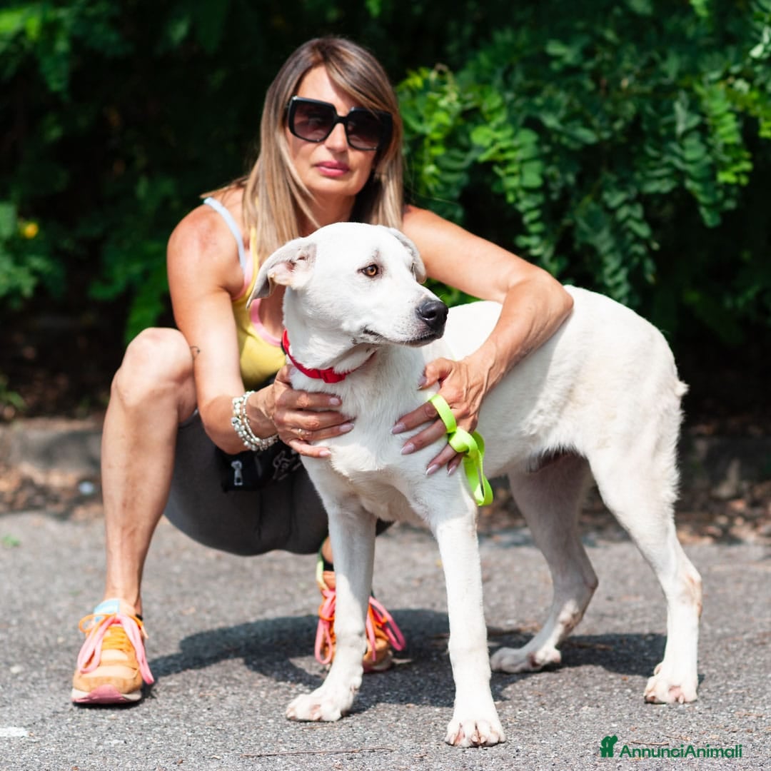 Altre razze cani in regalo: Whisky a Provincia di Bergamo - Immagine 9