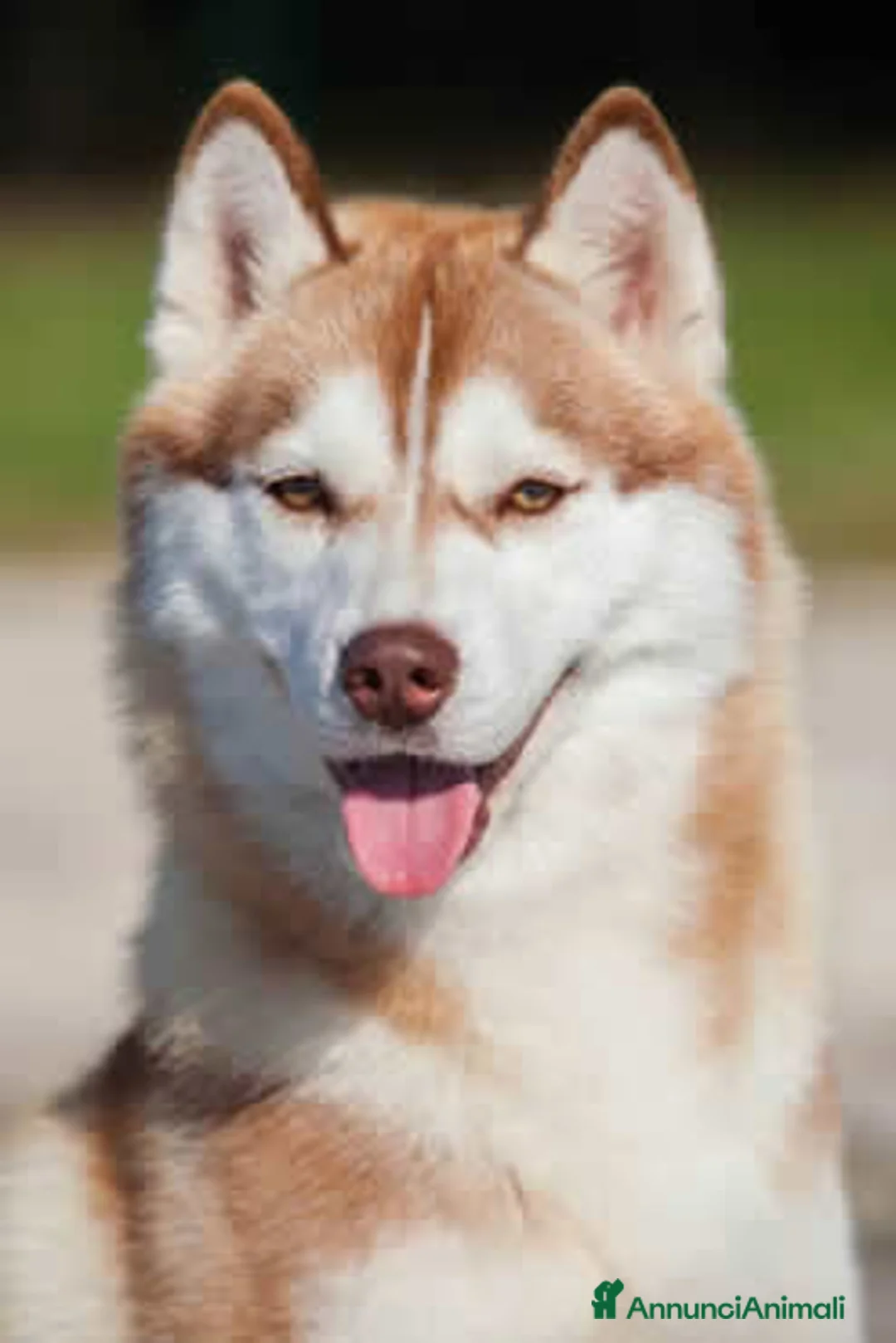 Immagine della galleria {{count}}