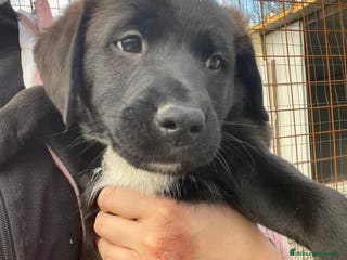 Meticcio cani SPLENDIDO CUCCIOLO SIMIL LABRADOR NERO - Annuncio 35