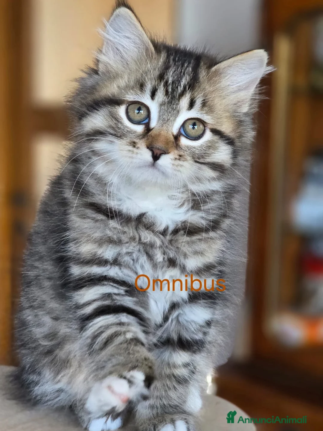 Siberiano gatti in vendita: cucciola gatto siberiano - Annuncio 3