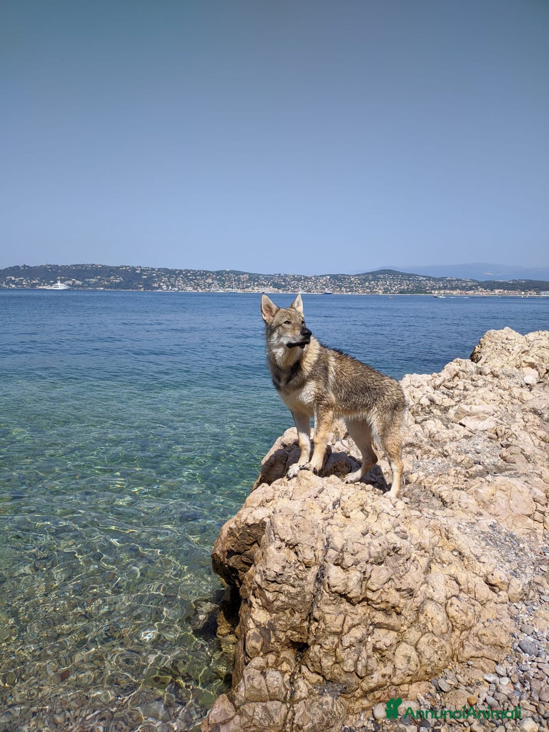 Lupo Cecoslovacco cani per accoppiamento: STALLONE - Annuncio 6