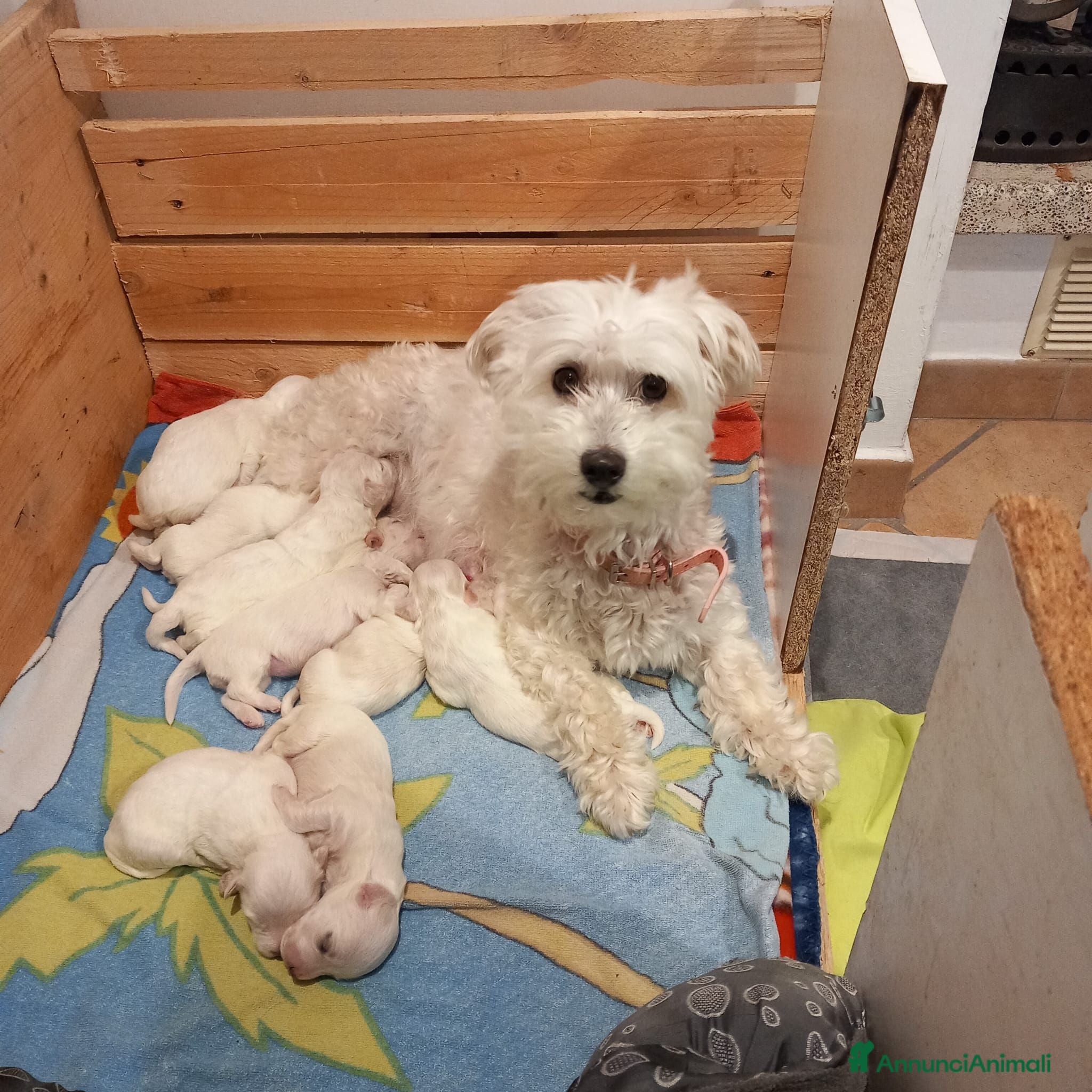 Maltese cani Gubbio Rimaste 3 maltesi femmine  - Annuncio 1