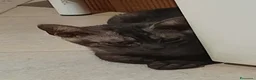 Meticcio gatti in regalo: Elodie cucciola meravigliosa - Annuncio 1