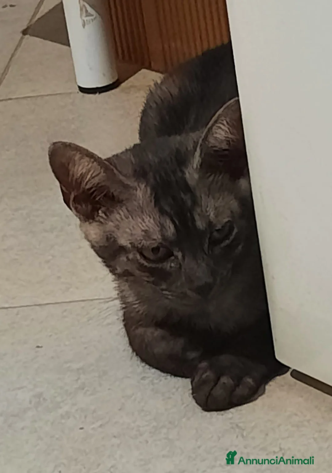 Meticcio gatti in regalo: Elodie cucciola meravigliosa - Annuncio 1