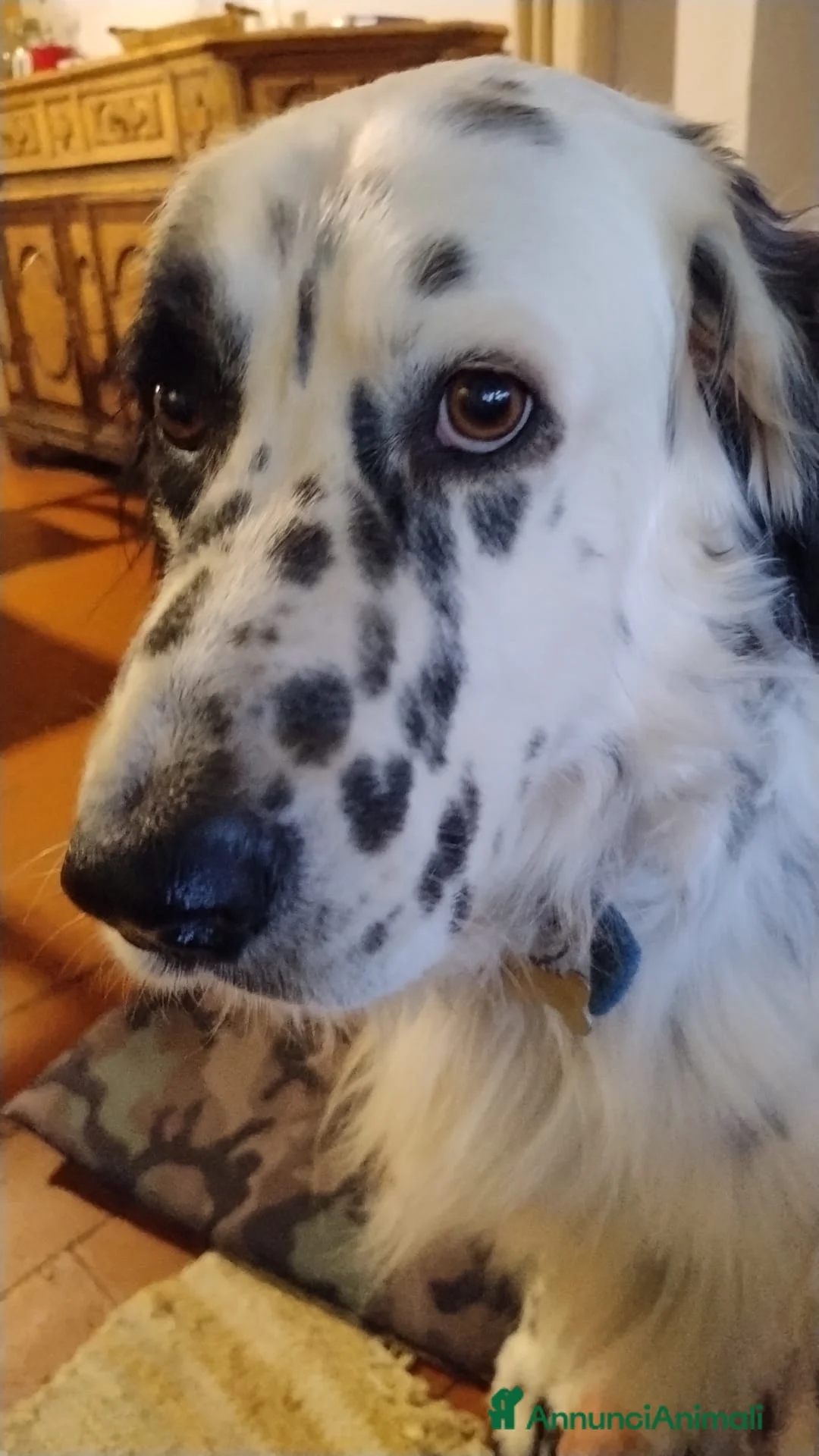 Meticcio cani in regalo: adozione di Argo a Città metropolitana di Roma Capitale - Annuncio 18