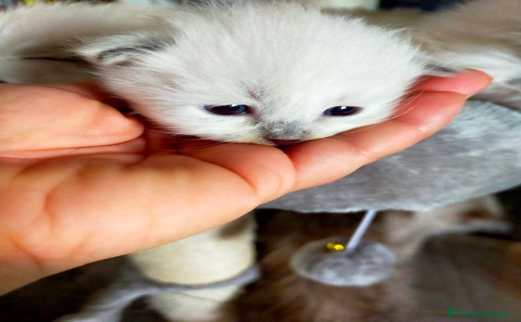 Siberiano gatti - Annuncio 14