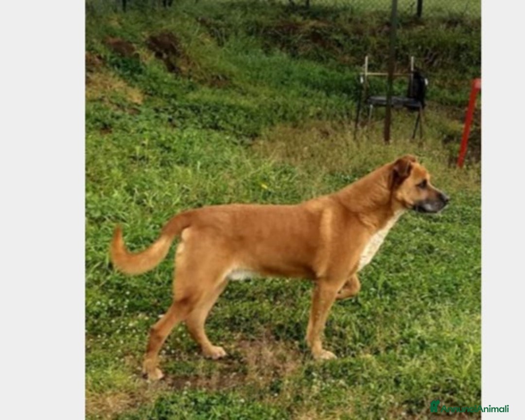 Meticcio cani in regalo: Flick, sostanza e dolcezza  a Roma - Annuncio 6