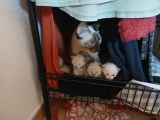 Siamese gatti SIAMESI CUCCIOLI - Annuncio 17