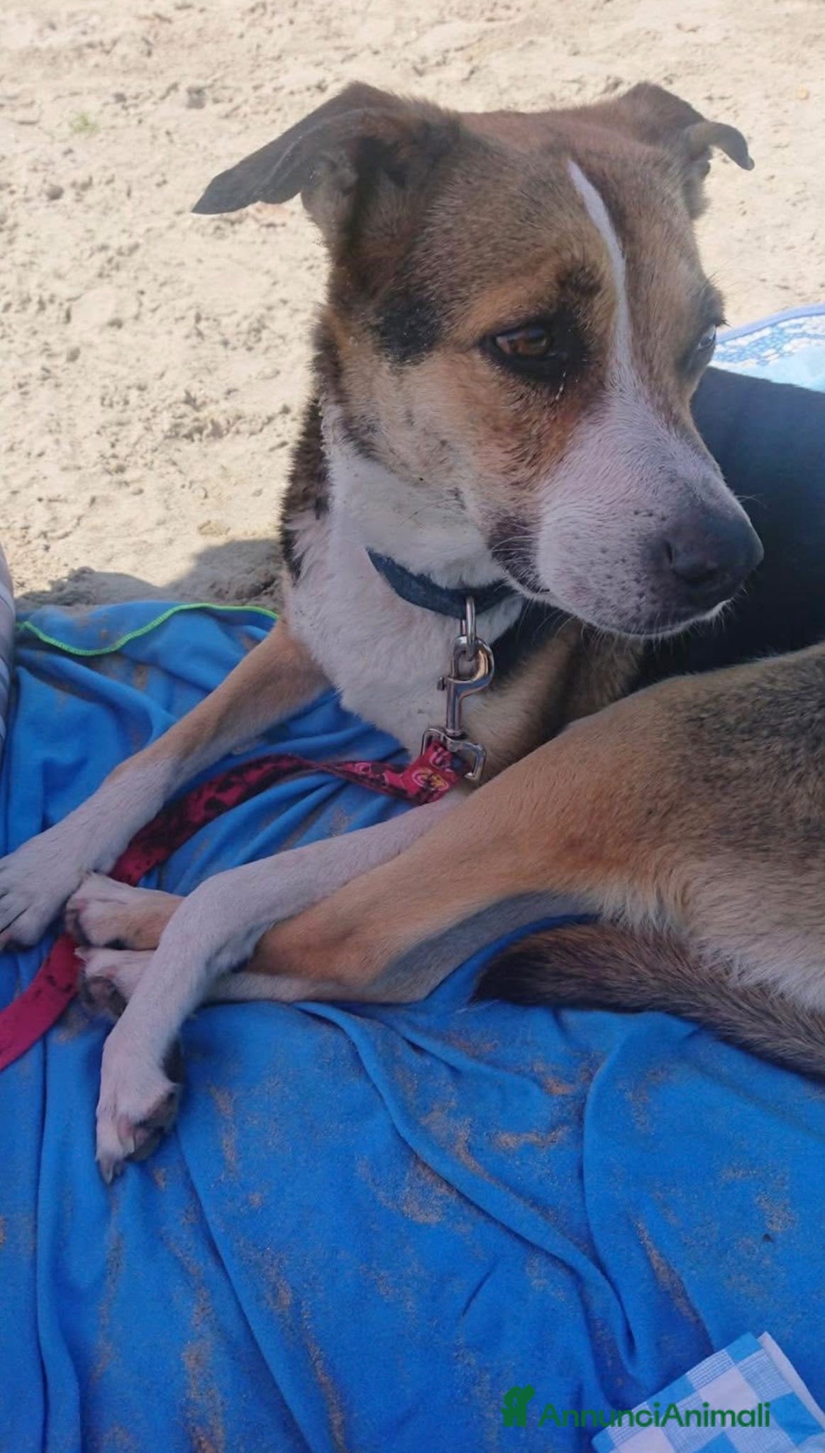 Meticcio cani Sally rischia il canile - Milano - Annuncio 4