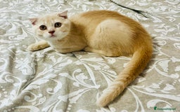 Scottish gatti in vendita: Scottish  a Città Metropolitana di Bologna - Immagine 5