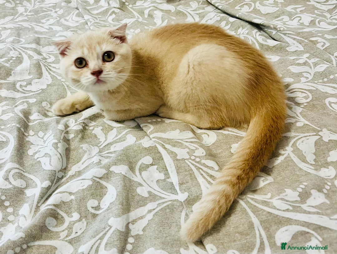 Scottish gatti in vendita: Scottish  a Città Metropolitana di Bologna - Immagine 5
