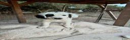 Meticcio cani in regalo: MASHA, ORSO, LIMONE, FRAGOLA, FIFI E LEONARDO - Annuncio 7