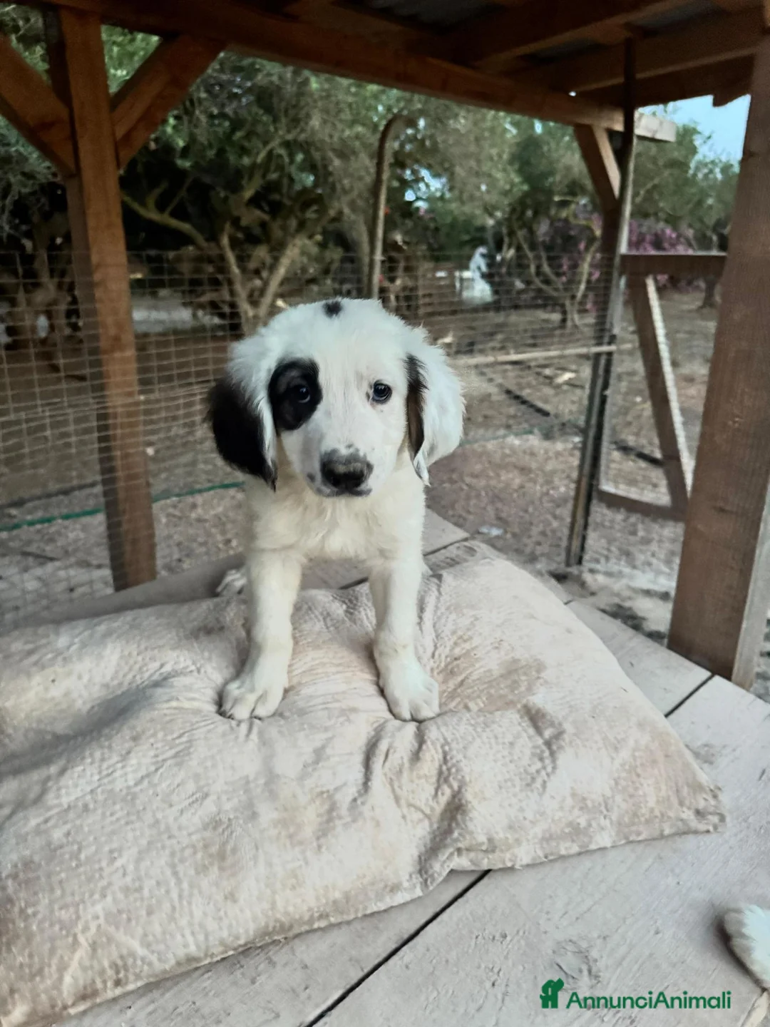 Meticcio cani in regalo: MASHA, ORSO, LIMONE, FRAGOLA, FIFI E LEONARDO - Annuncio 7