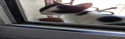 Europeo gatti in regalo: cuccioli gatto cercano casa❤️ - Annuncio 11
