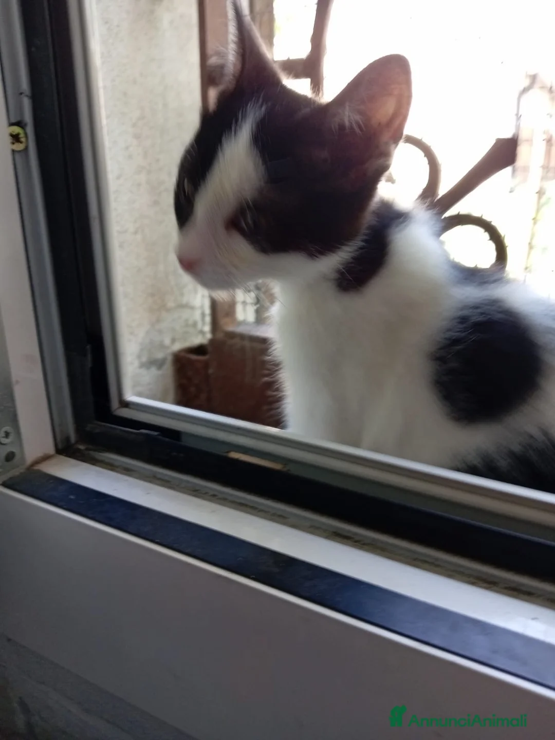 Europeo gatti in regalo: cuccioli gatto cercano casa❤️ - Annuncio 11