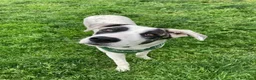 Meticcio cani in regalo: Giove  a Provincia di Lecco - Annuncio 3