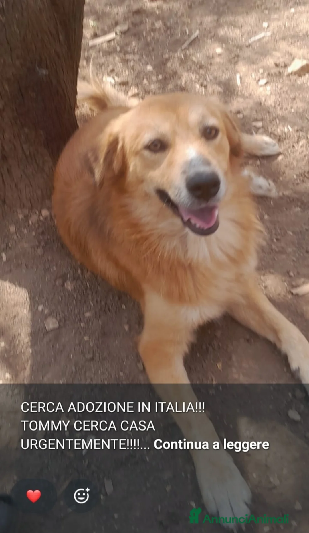 Meticcio cani in regalo: 1anno 13kg IN UNA TERRA OSTILE!!SOS URGENTE AIUTO - Annuncio 1