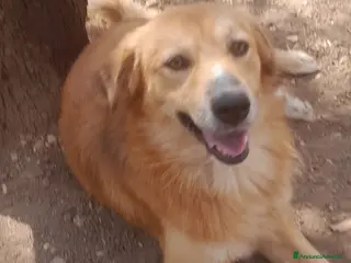 Meticcio cani 1anno 13kg IN UNA TERRA OSTILE!!SOS URGENTE AIUTO - Annuncio 31