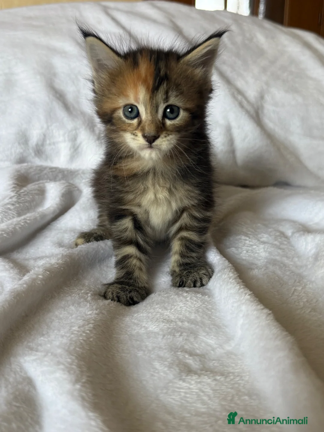 Maine Coon gatti in vendita: Tre cucciole di razza Maine coon  - Annuncio 2