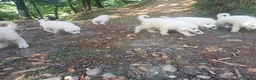 Pastore Abbruzzese Maremmano cani in vendita: Vendesi cuccioli Pastore Maremmano Abruzzese - Annuncio 3