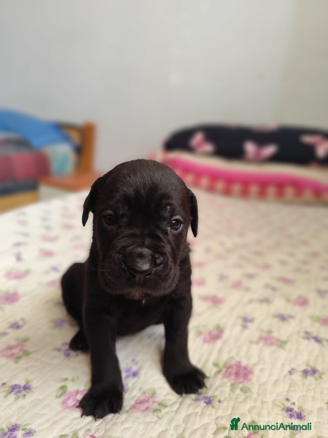 Cane Corso cani in vendita: Cuccioli di cane corso  - Annuncio 4