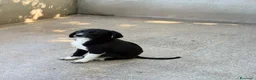 Meticcio cani in regalo: Cuccioli 3 mesi - Annuncio 5