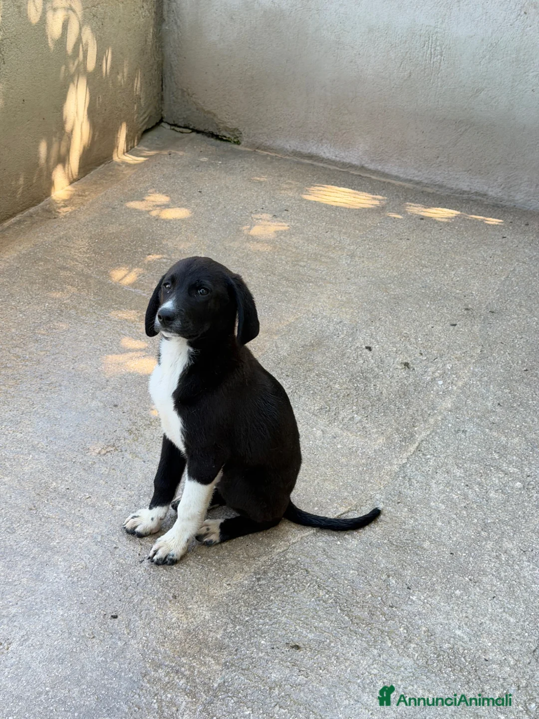 Meticcio cani in regalo: Cuccioli 3 mesi - Annuncio 5