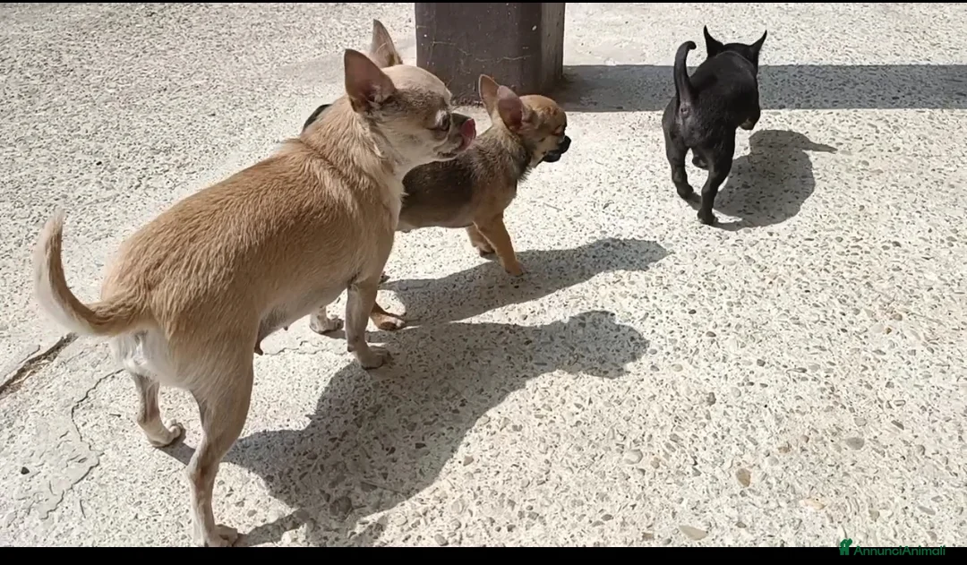 Chihuahua cani in vendita: Chihuahua femmina pedigree Enci  - Annuncio 7