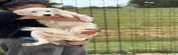 Meticcio cani in regalo: Daniela cucciolotta 10 mesi cerca casa in adozione - Annuncio 3