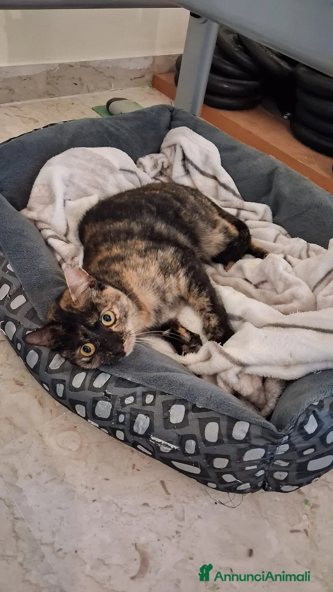 Meticcio gatti in regalo: GATTI AMOREVOLI - Annuncio 5