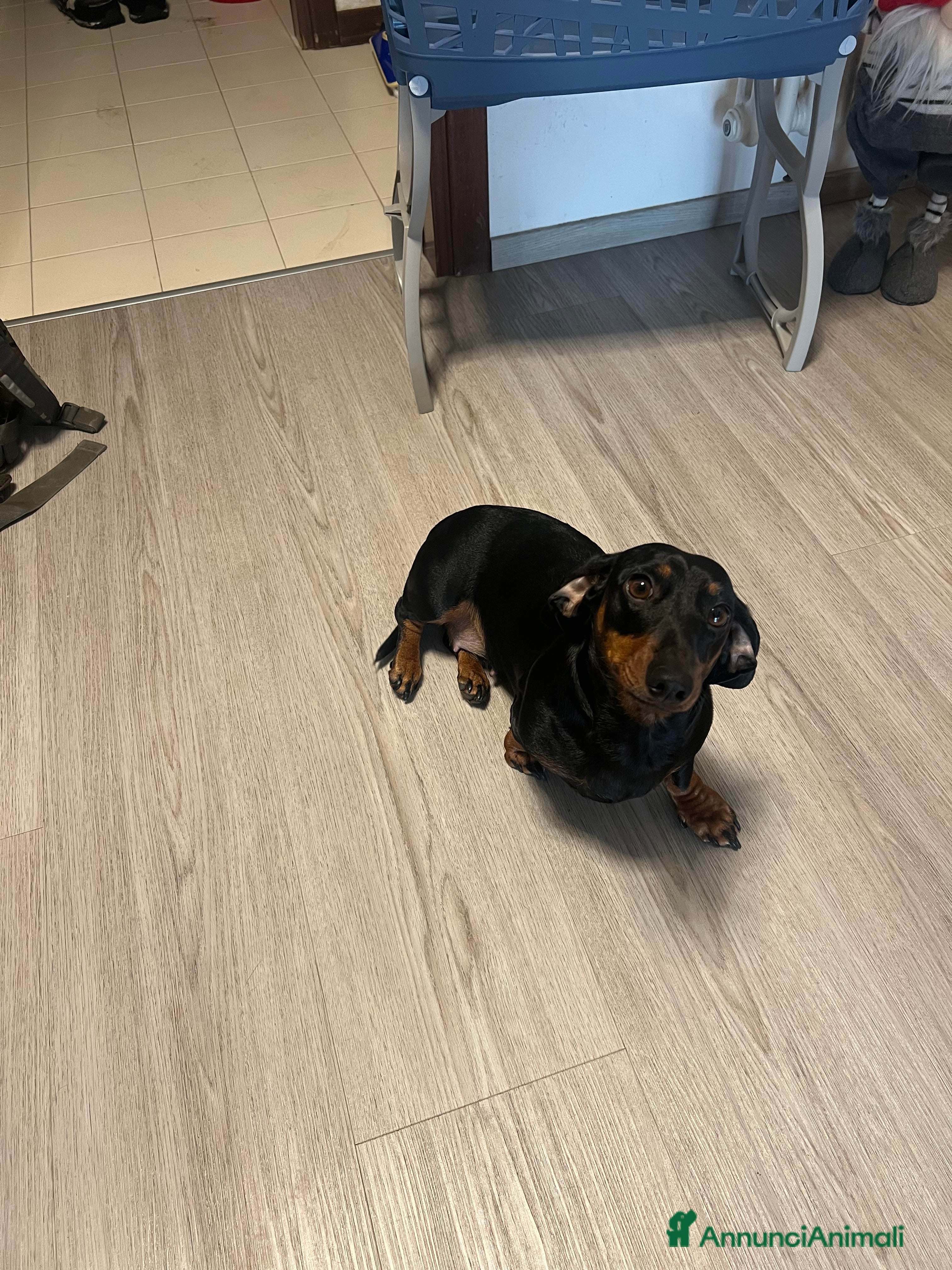 Bassotto cani Bassotta nero focato - Annuncio 21