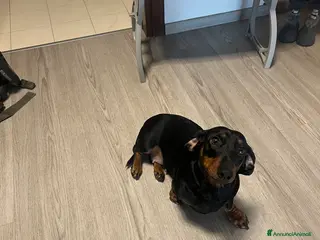 Bassotto cani Bassotta nero focato - Annuncio 21