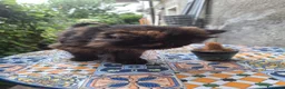 Persiano gatti in vendita: Persiana ipertipica con pedigree - Annuncio 8