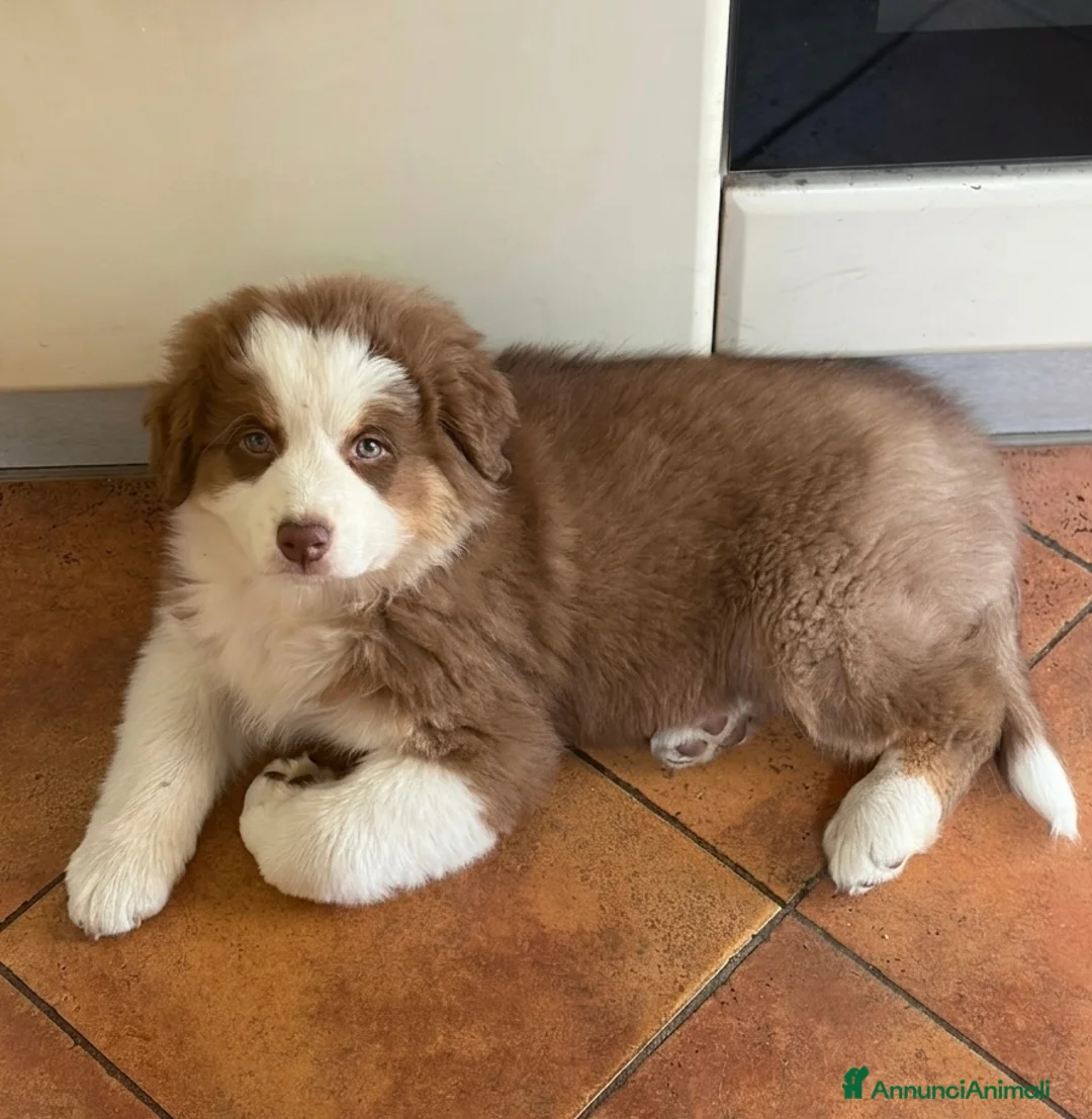 Australian Shepherd cani in vendita: Pastore australiano Australian Shepherd MASCHIO  - Annuncio 6