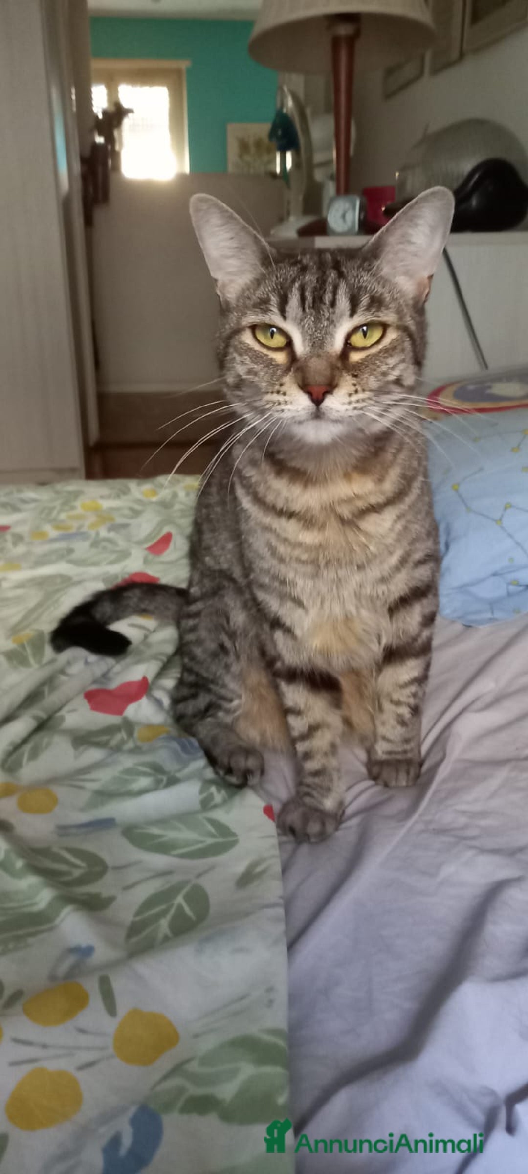 Meticcio gatti in regalo: Andy e Topina cercano una nuova casa - Annuncio 2