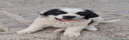 San Bernardo cani in vendita: Cuccioli  di San Bernardo  - Annuncio 3