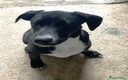 Meticcio cani in regalo: IL SIMPATICO MUSETTO DI THOR - Immagine 6