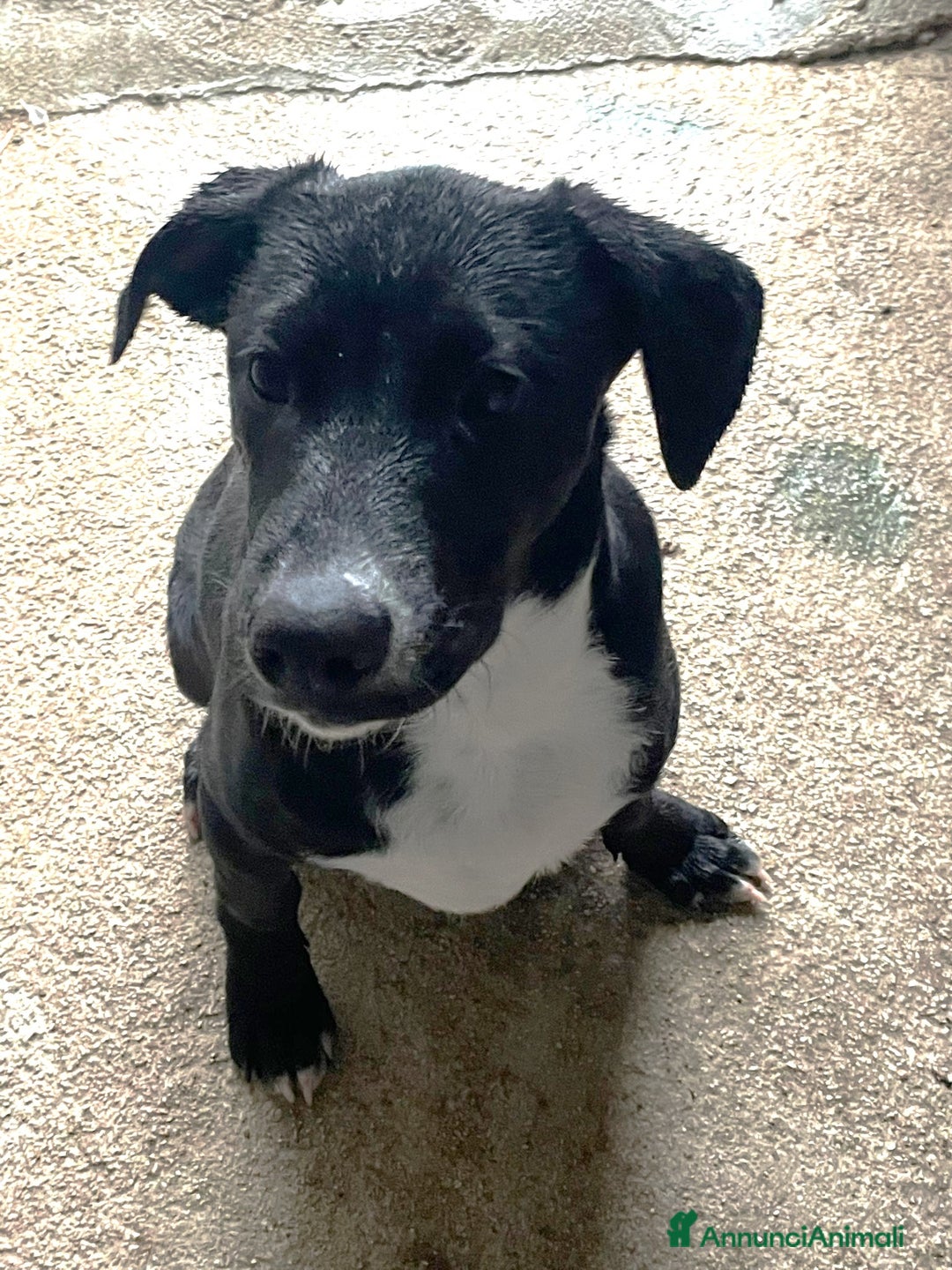 Meticcio cani in regalo: IL SIMPATICO MUSETTO DI THOR - Immagine 6