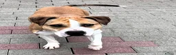 Meticcio cani in regalo: GOLD AMSTAFF - Annuncio 6